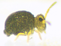 possible Sminthurinus aureus